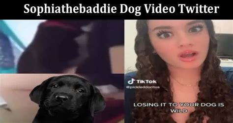 sophie the baddie|The Real Story Behind the 'Sofia The Baddie Dog' Video That .